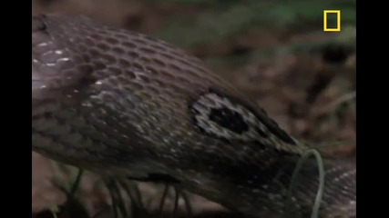Един малък убиец - бебе кобра