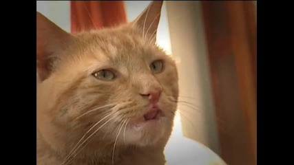 Дует между куче и котка