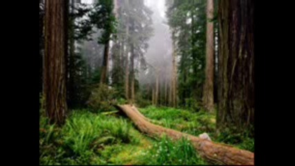 Mehdi - Sequoia (instrumental Odyssey) 