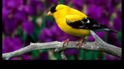 The Brothers Four - Yellow Bird