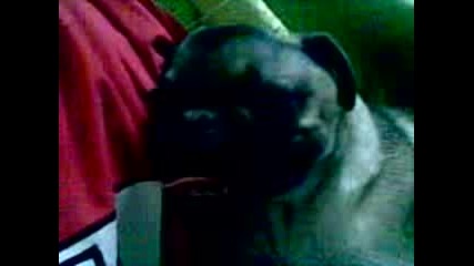 Mops