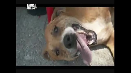 Animal Cops Miami_ Cat Serial Killer 4