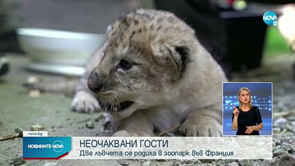 Две лъвчета се родиха изненадващо във френски зоопарк