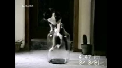 Много Сладко Котенце