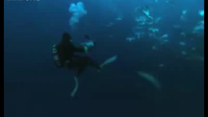 Web Extra Didier And The Sharks - Natures Great Events - Bbc One - Krasota