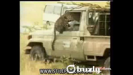 Малко Котенце напада човек