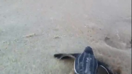 Водна костенурка бърза да се прибере!