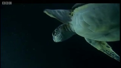 Power of the Tide - A Turtles Guide to the Pacific - Bbc 