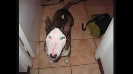 bull terrier