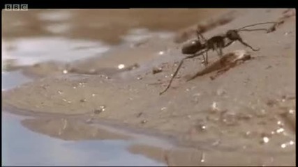 Мравки - Атънбъро Животът в храсталак 