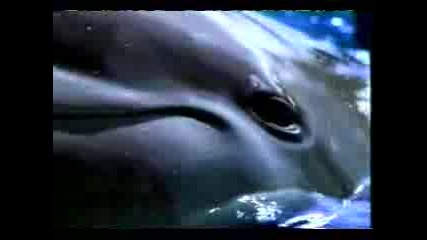 Делфин Говори - Реклама