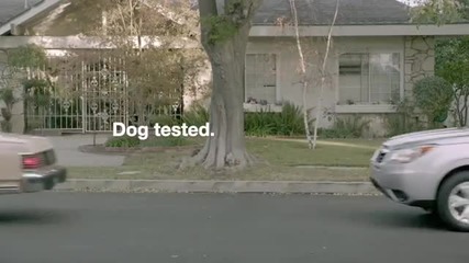 Subaru Dog Tested Turn Signal Реклама на Субару с кучета