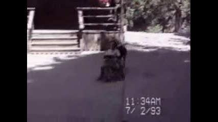 [funny]- Very funny dogs :)