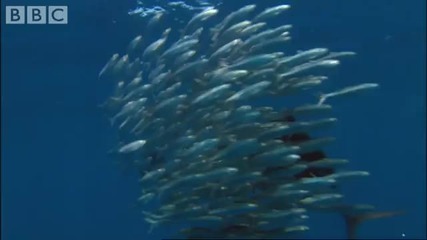 Sail Fish Hunting - Bbc Planet Earth 
