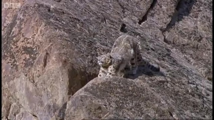 Rare snow leopard sighting - Snow Leopard Beyond the Myth - Bbc