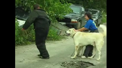 Кавказская овчарка Белый - защита хозяйки