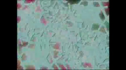 Ashley Tisdale Commercial For Hsm2
