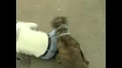 Pit Bull Fazendo guarda