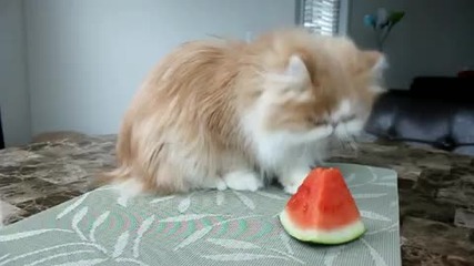 Пухкава котка си похапва диня