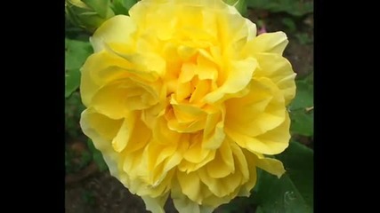 Dolly Parton - Yellow Roses