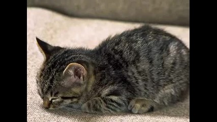 Котета