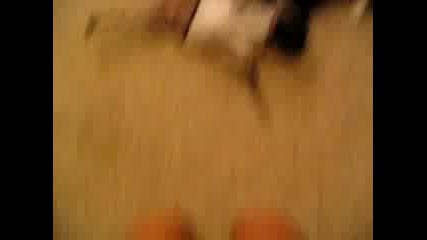 Cat vs. Dog