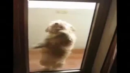 Куче танцува салса ! Ще ви разбие :d