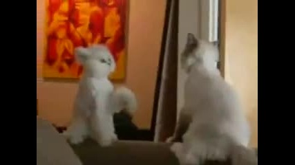 Две забавни котенца! 