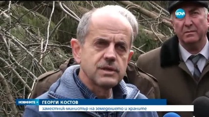 Огромни поражения в горите след ледения дъжд