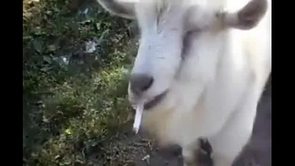 Тази коза трудно ще откаже цигарите