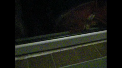 рокси и 4и4и