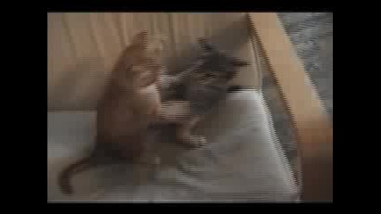 Котешки бой