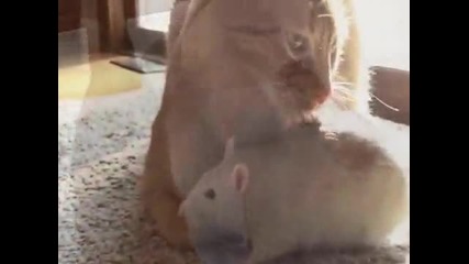 Плъхче обича котка