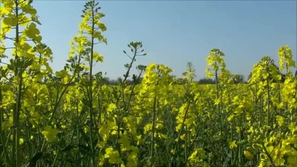 Relaxing sounds of Natural wind in the Meadow