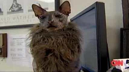 Супер Грозна Котка