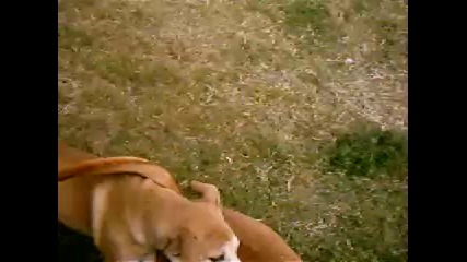Pitbull Sibbling Rivalry Fight Ii 