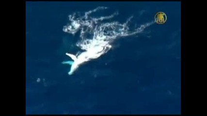 Редкият бял Гърбав кит бе видян в Австралия