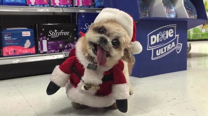Кученцето Марни с изплезен език на шопинг