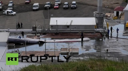 Iceland: Activists ride WHALE carcass in anti-whaling protest