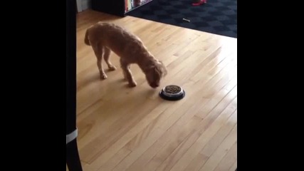 Куче прави странен ритуал и се покланя на храната си преди да я изяде.