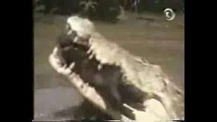 Крокодил Изяжда Прасе