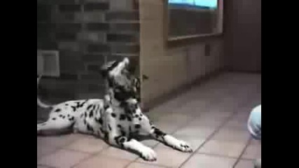 Говорещи Котки и Кучета