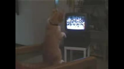 Gizmo Boxing Cat