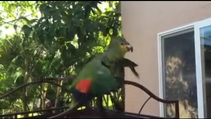 Папагалче се кефи на сутрешната си баня