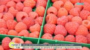 България е топ производител на малини в света, но у нас те са луксозна стока