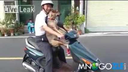 Куче се качва на скутер като човек