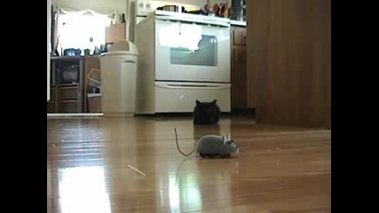 Коте го е страх от изкуствена мишка