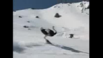 6traus kara ski