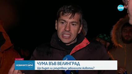 Стопанинът на заразеното стадо във Велинград: Мисля, че няма чума по животните, това ми е поминъкът