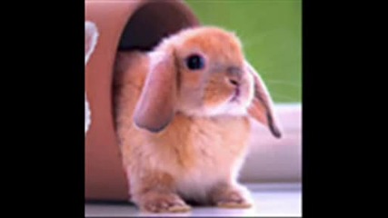 За всички които ниакога са изпитвали истинска Любов.avi